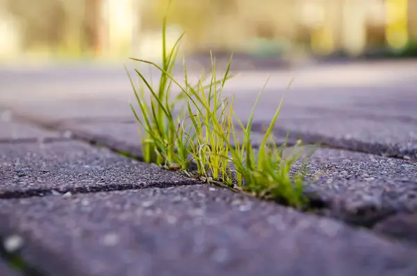 Asfalt taşları arasındaki boşluktan çimenler büyüyor.. 