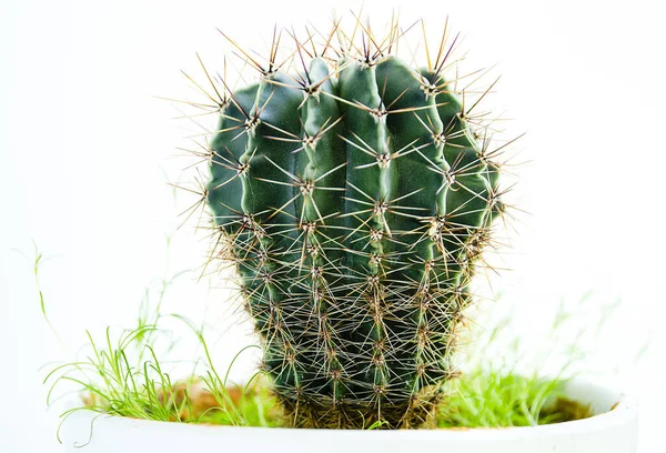 Kaktüs beyaz bir tencerede, izole..
