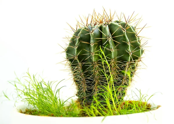 Cactus Dans Pot Blanc Isolé Gros Plan — Photo