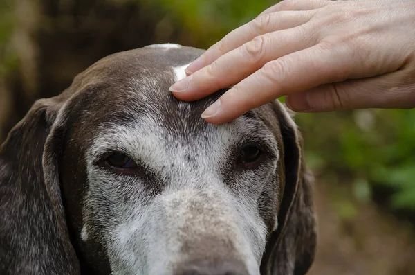 El, Alman Kısaltmalı İşaretçisi 'nin kafasına dokunur..
