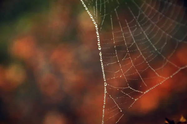 在 web 上滴 — 图库照片