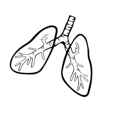 İnsan akciğerleri çizilmiş