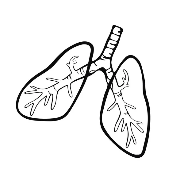 Pulmones humanos dibujados a mano — Vector de stock