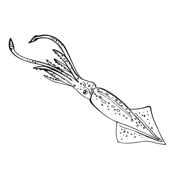 Calamar. Habitante dibujado a mano del mundo submarino — Vector de stock