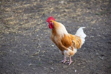 horoz tam boy yakın plan çiftlik oyunu doğal et kırmızı kümes hayvanı kırmızı