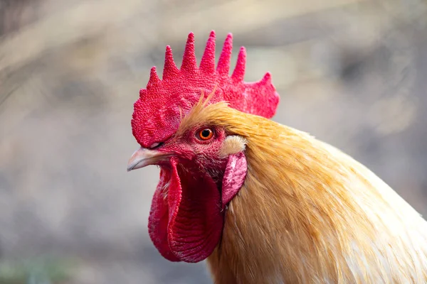 Rooster close-up farm game natural meat red poultry brown red — Stock Photo, Image