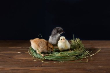 Tahta bir masada yeşil çimenlikte yeni doğmuş küçük tavuklar. koyu arkaplan