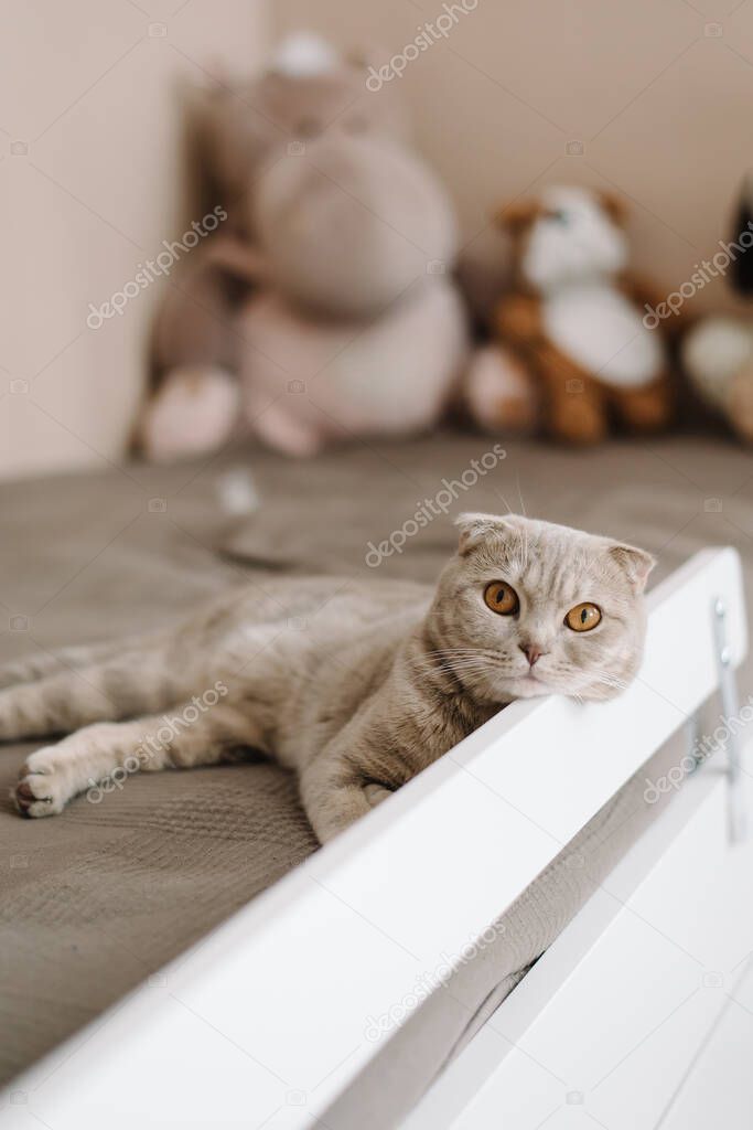 gray british shorthair cat lies on the bed and looks at us. full length