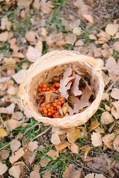 Herbstkomposition, Eicheln und Eichenblätter in einem Weidenkorb. — Stockfoto