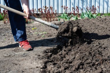 Bahçede kürekle çalışmak. Toprak ekimi için hazırlık. 