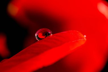 Bir damlacık suda çiçek. Park 'taki Kırmızı Laleler.