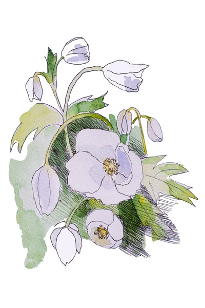 Акварельный набросок цветка анемона. изолированные на белом фоне — стоковое фото