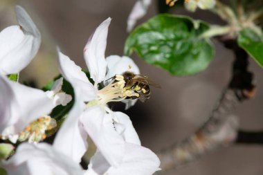 Bir arı bir elma ağacının çiçeklerini tozlaştırır. yakın plan