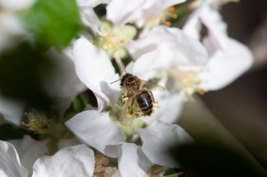 Bir arı bir elma ağacının çiçeklerini tozlaştırır. yakın plan