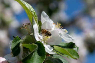 Bir arı bir elma ağacının çiçeklerini tozlaştırır. yakın plan