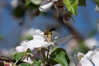 Bir arı bir elma ağacının çiçeklerini tozlaştırır. yakın plan