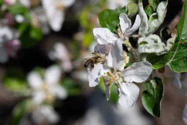 Bir arı bir elma ağacının çiçeklerini tozlaştırır. yakın plan
