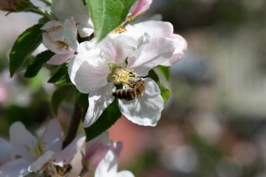 Bir arı bir elma ağacının çiçeklerini tozlaştırır. yakın plan