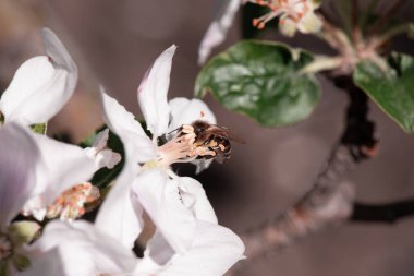Bir arı bir elma ağacının çiçeklerini tozlaştırır. yakın plan