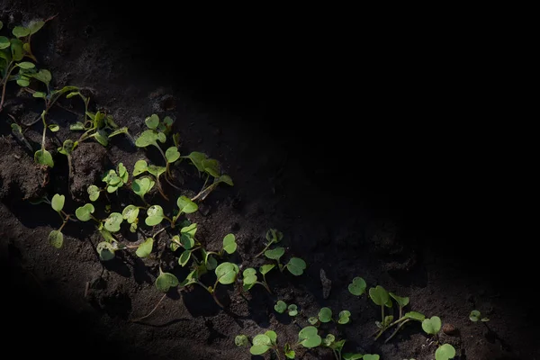 Bayam muda microgreen tumbuh menutup di latar belakang hitam. Tumbuh, mikro. — Stok Foto