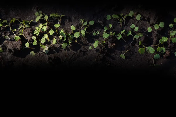 Bayam muda microgreen tumbuh menutup di latar belakang hitam. Tumbuh, mikro. — Stok Foto