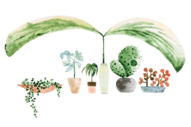 Bir tencerede suluboya ev bitkisi, beyaz bir tencerede izole..