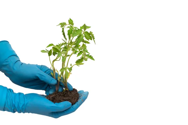 Osoba w niebieskich rękawiczkach posiada roślinę pomidorową z glebą izolowaną na białym tle — Zdjęcie stockowe