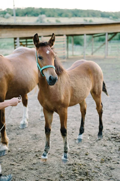 Young Horses , close up, curious animal. ecology theme