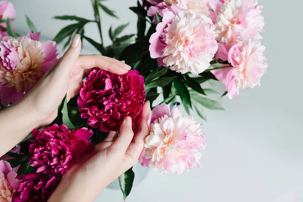 Rosa persa buttercup flores en las manos. Curly peony ranunculus. Espasmo vacío — Foto de Stock
