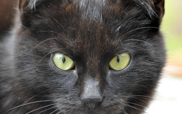 Photography of black cat eye