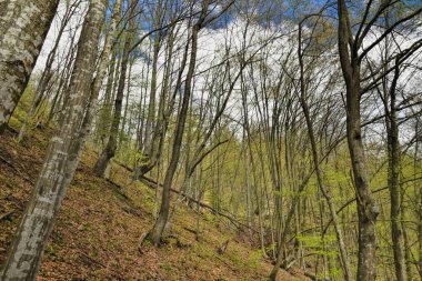 Vahşi Orman 'ın HDR fotoğrafları
