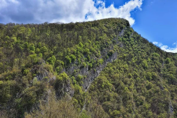 Photographie Hdr Forêt Sauvage — Photo