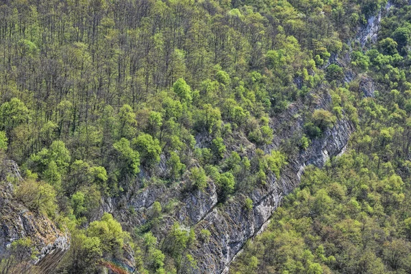 Photographie Hdr Forêt Sauvage — Photo