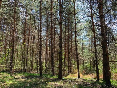 Vahşi ormanın manzara fotoğrafçılığı