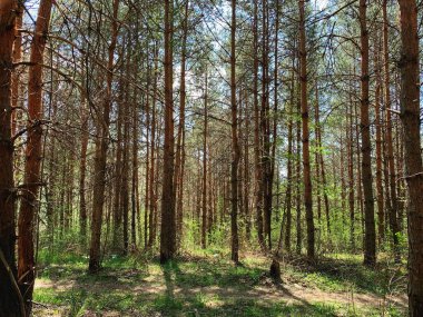 Vahşi ormanın manzara fotoğrafçılığı