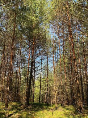Vahşi ormanın manzara fotoğrafçılığı