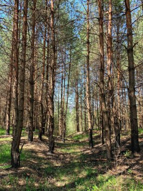 Vahşi ormanın manzara fotoğrafçılığı