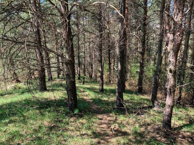 Vahşi ormanın manzara fotoğrafçılığı