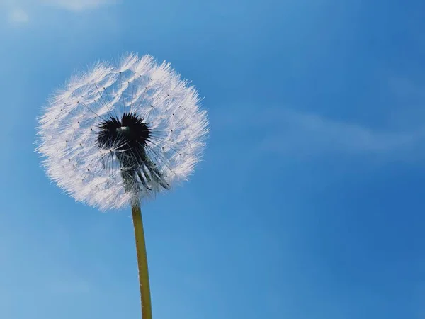 Fotografia Dente Leão Com Céu Azul Fundo — Fotografia de Stock