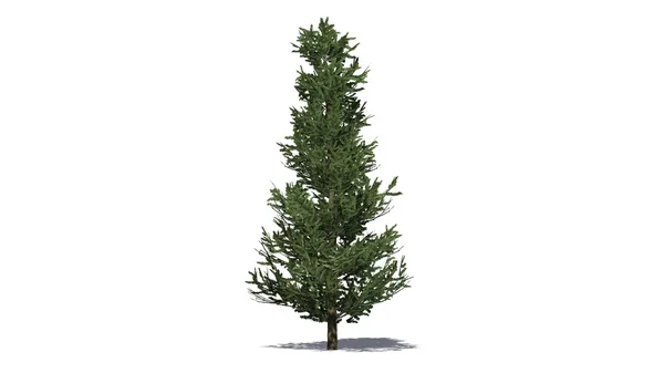 Fraser Fir tree - isolated on white background — Stock Photo, Image