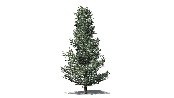 Fraser fir tree winter - isolated on white background — Stock Photo, Image