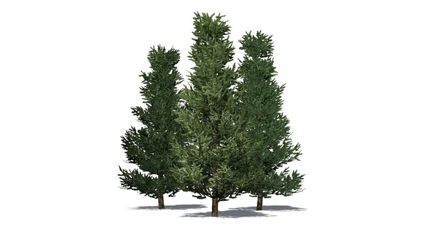 Fraser Fir bomen - geïsoleerd op witte achtergrond — Stockfoto