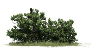 Şimşir - beyaz arka plan üzerinde izole