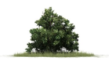 Şimşir - beyaz arka plan üzerinde izole