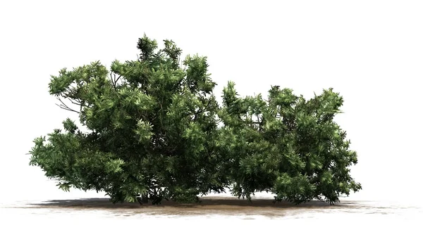 Boxwood - isolado sobre fundo branco — Fotografia de Stock