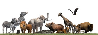 Beyaz arka plan üzerinde izole vahşi - hayvan