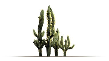 Saguaro kaktüsü - beyaz arka plan üzerinde izole