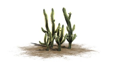 Saguaro kaktüsü - beyaz arka plan üzerinde izole