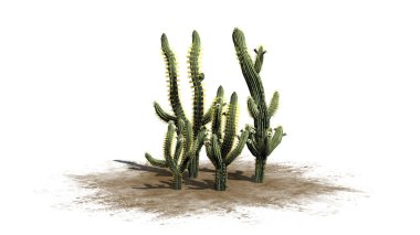 Saguaro cactus - isolated on white background clipart