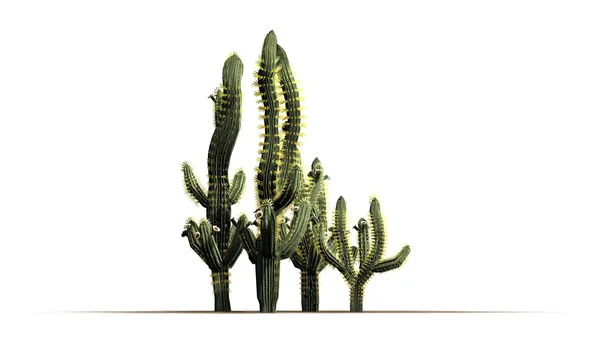 Saguaro kaktus - isolerad på vit bakgrund — Stockfoto